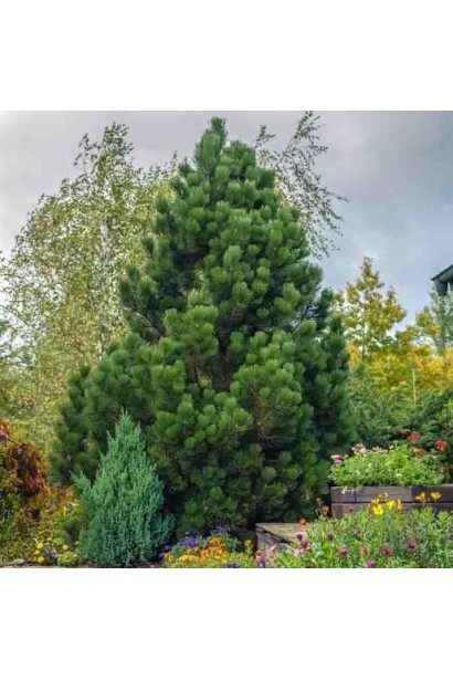 Pinus heldreichii Compact Gem – компактная форма сосны Гельдрейха с густой хвоей.